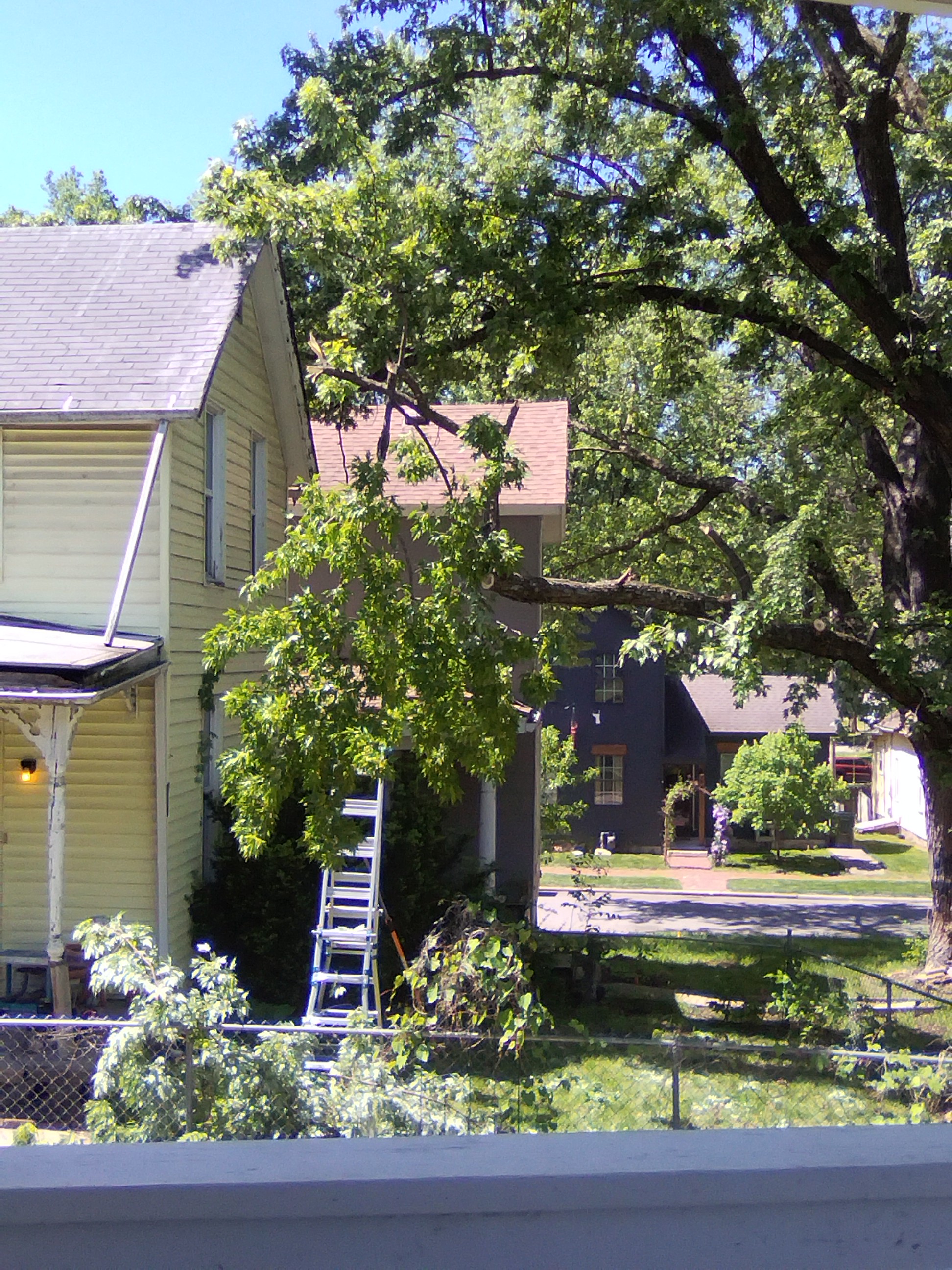 Tree limbs being trimmed