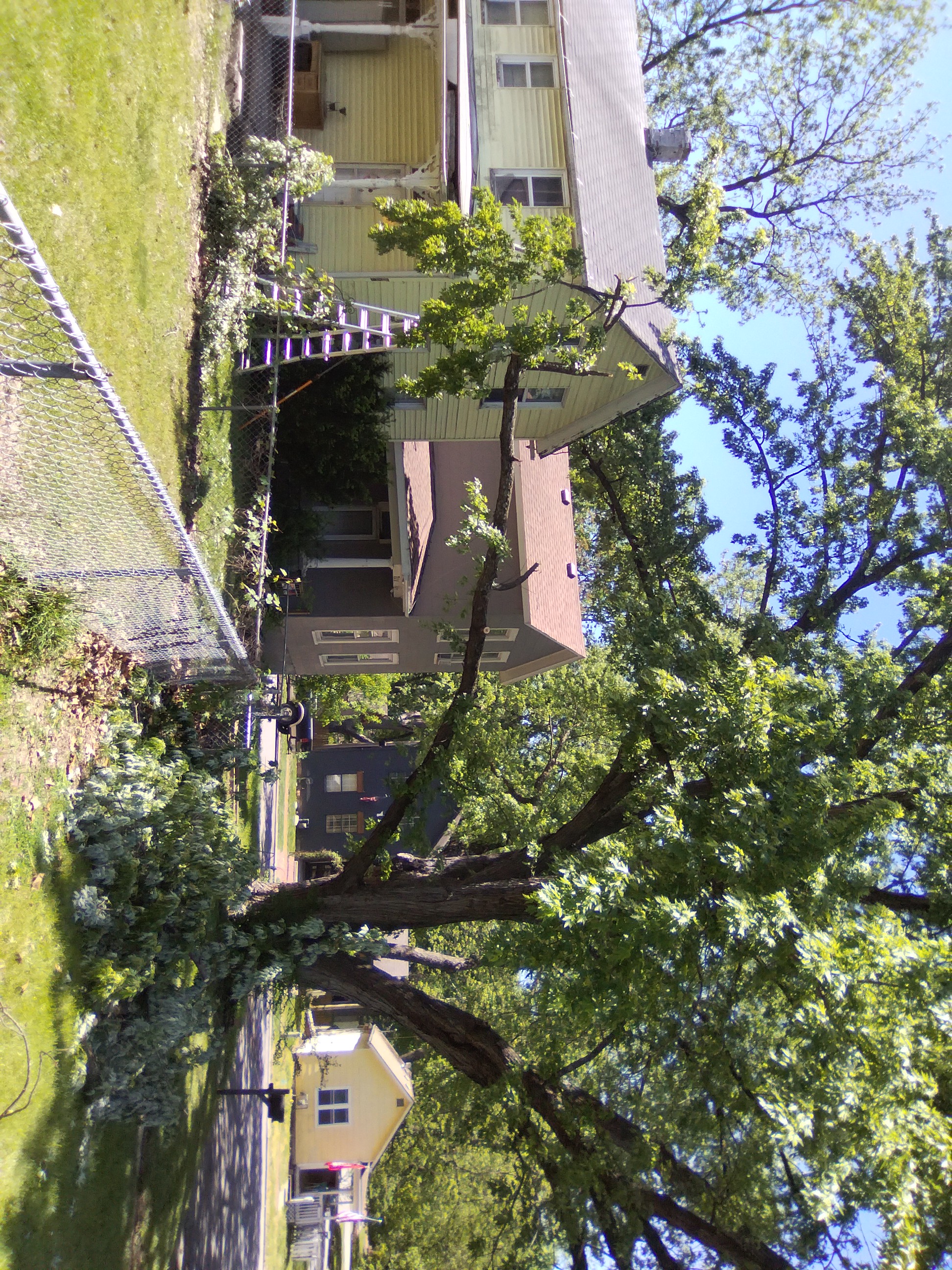 Finished tree trimming result