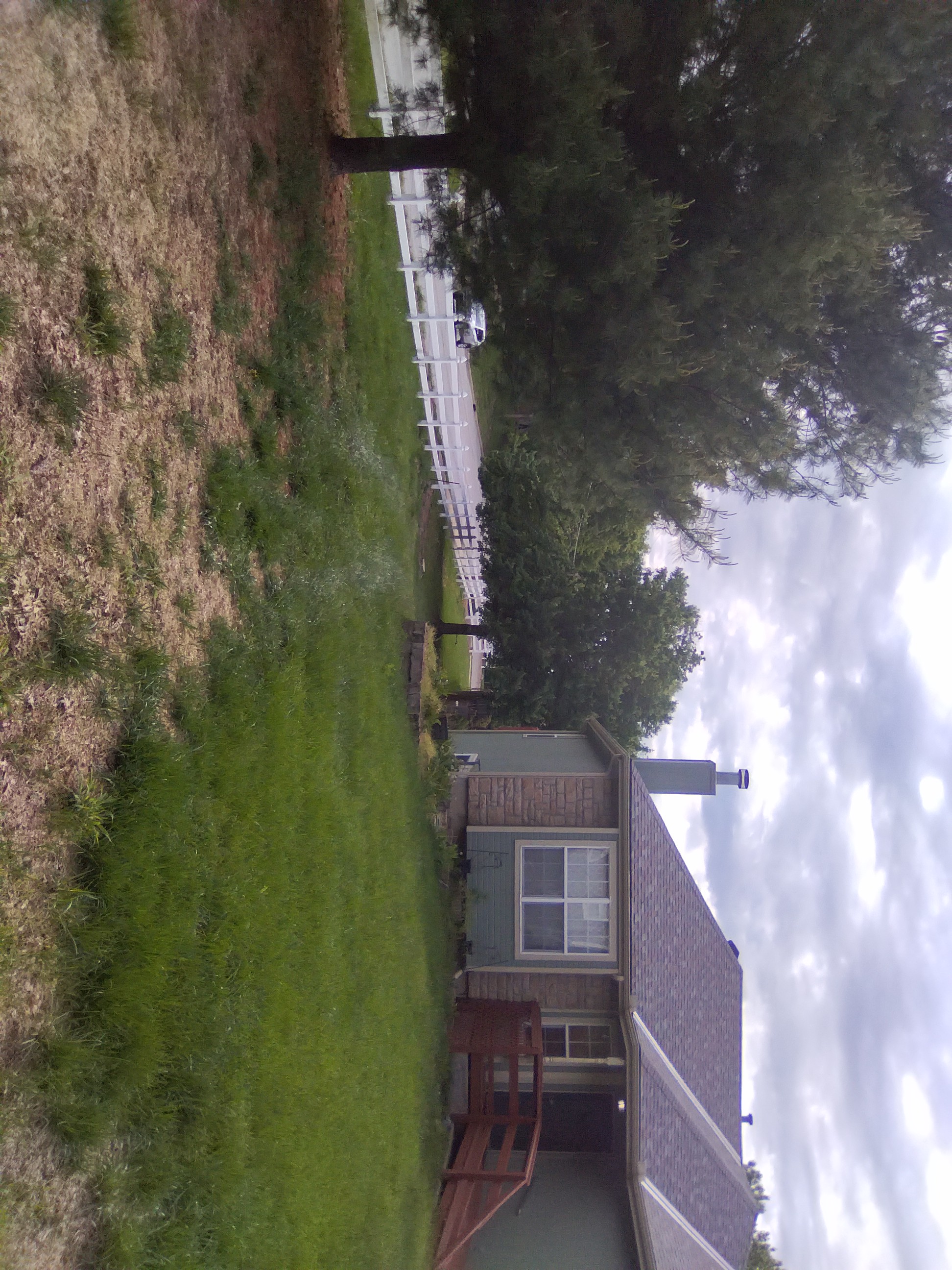Overgrown residential backyard before lawn service