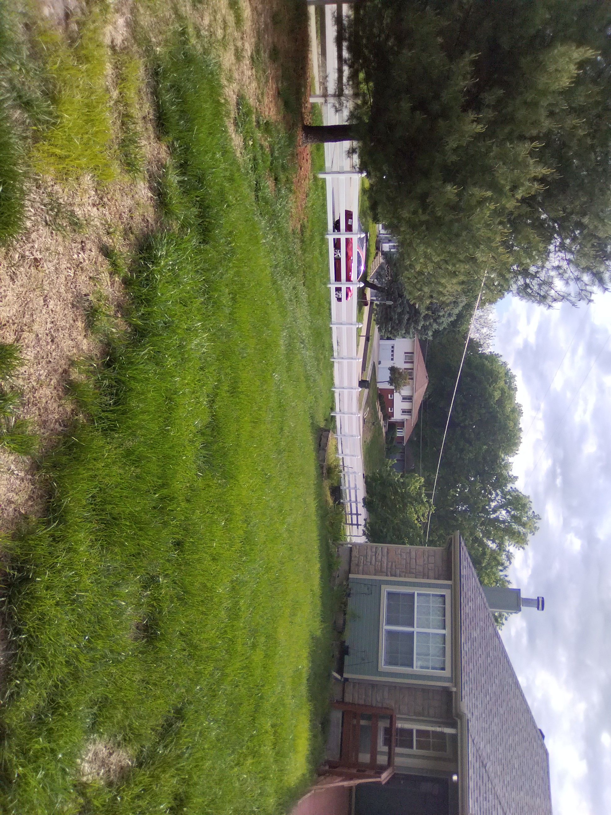 Overgrown lawn before mowing