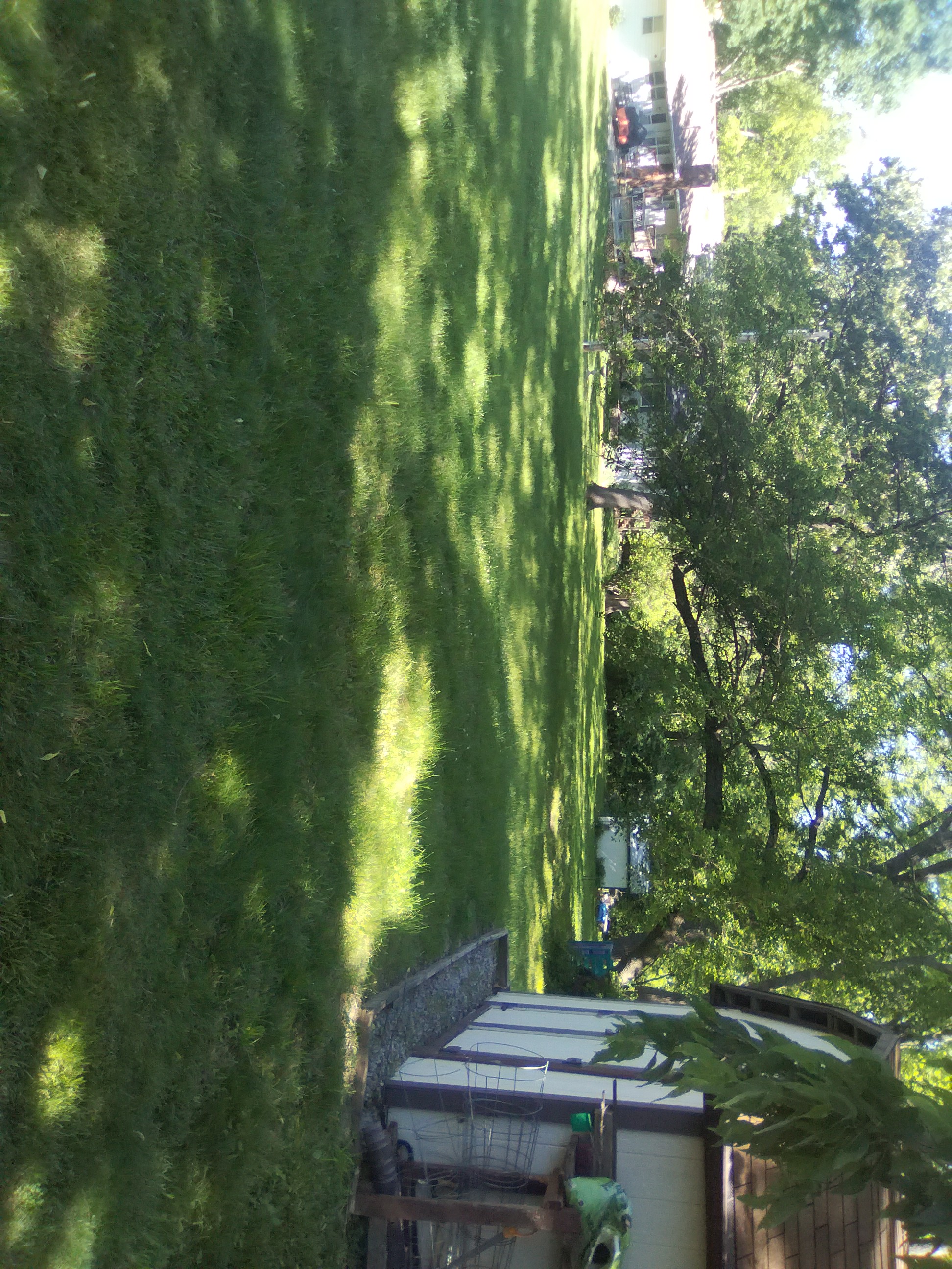 Finished lawn with sharp edges Leavenworth KS